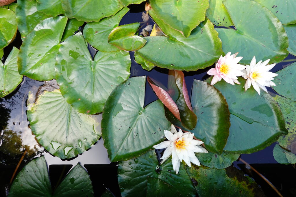 Grüne Seerosenblätter mit weißen und rosa Blüten auf dunklem Wasser